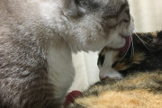 【ねこ】今シーズンもイチャイチャはじめました【再】