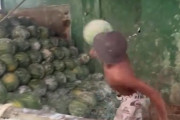 【動画】ブラジル人、スイカの扱いがすごすぎる
