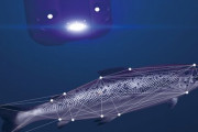 ノルウェーサーモンの最新養殖技術がエグすぎる！！「レーザーで寄生虫だけを狙い撃ち管理」