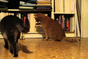 【動画】 猫とメトロノーム【再】