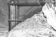 【見たら最期】チェルノブイリの「象の足」、見ただけで死ぬ謎の物体がヤバすぎる