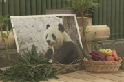 【速報】神戸市「死後も中国側に所有権あるので・・・」パンダのタンタンを剥製にして中国に返還へ