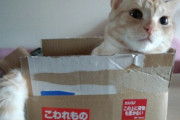 【再掲】【画像】 箱入り猫たち