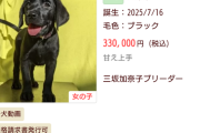 【画像】1体で330,000円もする最新のラブラドールがこれｗｗｗｗｗ
