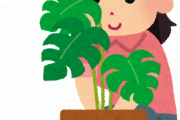 【朗報】植物、育ててみるとめちゃくちゃいい