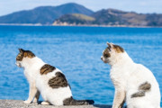 瀬戸内海にある青島は、猫が人間の10倍以上いる猫島として知られてる　【海外の反応】