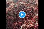 【衝撃動画】中国産食材が安い理由ｗｗｗ