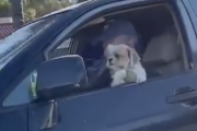 今日一番悲しすぎる出来事。犬がドライブしながら窓の外を眺めてると・・・。海外の反応