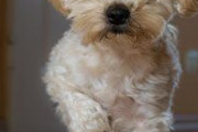 女だけど母親が犬＞＞＞孫で困ってる