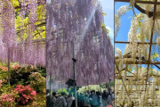 外国人「いつか日本を内側から見てみたい」藤の花が美しすぎると話題に