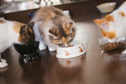 猫の餌について聞きたいのですが、