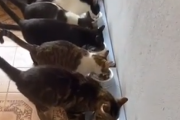今日もランチの提供感謝します。猫屋敷でみんな仲良くランチタイム。海外の反応