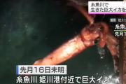ホタルイカ漁に出た男性、巨大イカに遭遇　ダイオウイカか？