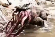 【動画】放たれたコモドドラゴン、イカを捕食ｗｗｗｗｗｗｗｗｗｗｗｗｗｗ