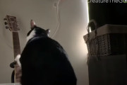 【動物の不思議行動】飼い主さんをギターを使って起こそうとするネコ