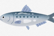 【魚】科学者「日本のイワシがアメリカ西海岸で初めて発見されたんだが・・・」