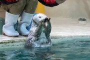 ラッコかわいいなー生で見たいなーと思って調べたら、今日本の水族館に全然いないんだね