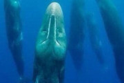【※画像アリ】『クジラが寝るときはこんな姿勢』という写真が話題に！…ｽﾚ民「ハンマーでピコピコしたくなるｗ」「こんな無防備でも誰にも攻撃されないんだろうな・・」