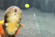 【動画】餌を食べるのが絶望的に下手くそな金魚がかわいいｗｗｗ