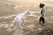 【ねこ動画】猫の中の人【再】