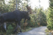 【画像】カナダに生息する巨大鹿エルクをご覧下さい