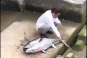 【動画】博多の那珂川でマグロを釣り上げた男が騒ぎにｗｗｗｗｗ