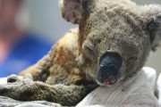 海外「オーストラリアの野火でコアラの生息地が80%破壊され、絶滅の危機に」
