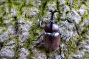 日本のカブトムシって無個性だよな