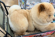 【画像6枚】デカワンチャン、ホームセンターでお買い物！？🛒🐕