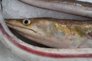 ハモを釣った。→後日、彼女が「この前の魚食べよう」と言ってハンペンにされたハモを出したら、なぜか彼女が怒っていた。意味がわからない…