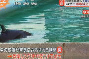 【悲報】閉館した水族館に2年間も放置され鬱病になったイルカさん、死去