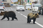 【北海道の不安】外出自粛が徹底されヒグマが出没しやすい環境に・・・