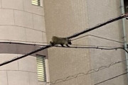 【悲報】タヌキさん、電線の上を歩いてしまう