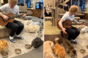 猫好きエド・シーラン、日本の猫カフェを10年ぶりに訪問
