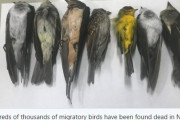 【不吉】アメリカで「渡り鳥、数十万羽」の死骸が発見される…原因は調査中