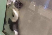 【ねこ画像】引っ張り出されるねこ、車の下がお気に入り ほか【再】
