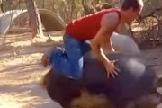 【5秒】勢いワロタｗｗｗｗ大きな野ブタに飛び乗った男がｗｗｗｗｗ