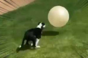 イヌが「大きなボール」を追いかけた。全力でヒャッハ～！ → こうなる…