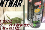【閲覧注意】ゴキブリにストロングチューハイ与えてみた結果 → こうなる・・・
