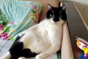 【ねこ画像】小さな袋にぎゅうぎゅうにつまる子猫ちゃん達…これは幸せの詰め合わせですねwww