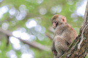 【山口】飛びつきサル出没！人間を仲間と勘違いした子ザルの仕業か…２２年に延べ６６人が襲われる被害