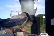 カラスを使ってタバコのポイ捨て掃除！？ 「タバコを拾ってくると餌がもらえる装置」を設置した話