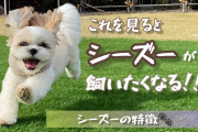 【朗報】研究者「犬をペットにしたら人間の脳が健康に！ 記憶力、注意力、処理速度がアップするよ」←マジかよ！?