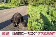 クマの群れ、人間に話し合いを要請「窓を割らないので牛の餌を分けて欲しい」