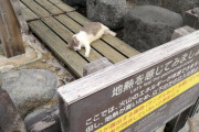 【画像】ネコさん、火山でアチアチにされてしまう