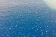 産卵に集まるウミガメ6万4000匹をドローンで撮影！ 想像を超えた美しい光景が広がる！！