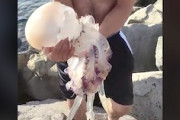 【動画】大きなクラゲを抱いて記念撮影をしようとした男がｗｗｗｗ