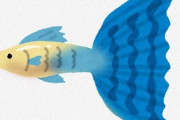 グッピーとかいう簡単に増えるのに高級な魚