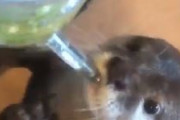 【動画】癒し効果抜群(*´Д｀)喋りながら水を飲むカワウソが可愛すぎる！！（※音ありでご覧ください）