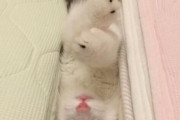 【ねこ画像】木の上から「つかまるにゃ！」と手を差し伸べてくる猫さん…なんだかとってもイケメンですwww